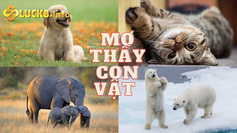 Giải mộng lô đề chính xác nhất theo kinh nghiệm dân gian 3 Giải mộng lô đề thấy con vật?